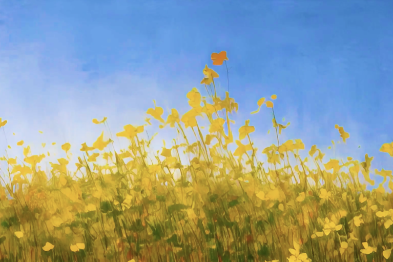 A video titled, "Untitled (Field of Yellow Mustard, Brassica Junceawe)," that is a result of combined analog and AI processes. It was originally shot with 16mm film and then run through the Limn AI system to explore to explore if AI can make visible the invisible beneath things.